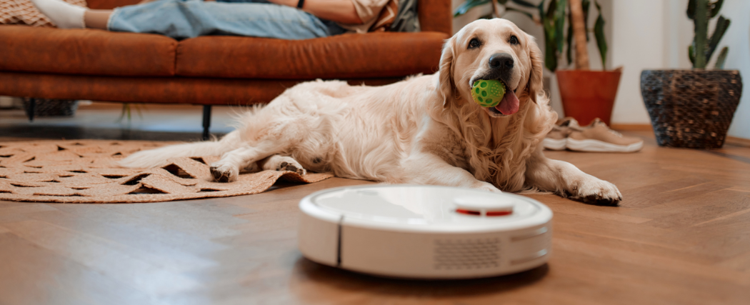 A robotic vacuum cleaner and a dog - illustration of the article "Is it just a hoover? The hidden depths of data collection" by Fernanda Arreola (ESSCA)